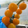Solanum lycopersicum 'Summer Sun' - Harilik tomat 'Summer Sun' P9/0,55L